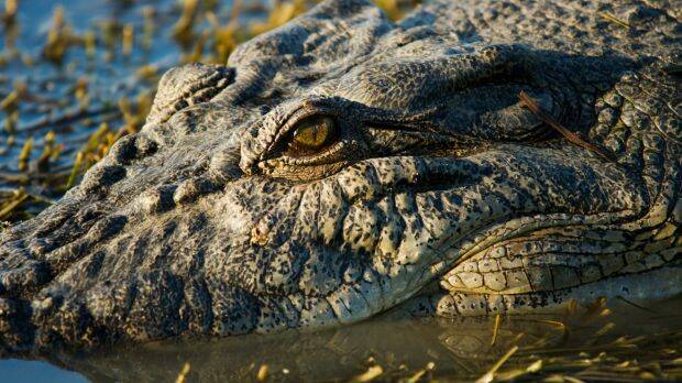 Katter's Australian Party could block the budget unless the Queensland government comes to the table on crocodile culling. Photo: iStock