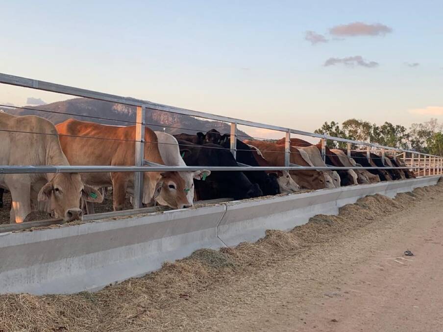 OPTIMISM: A new purpose-built live export holding facility and feedlot will be built south of Townsville. Photo: North Australian Cattle Company.