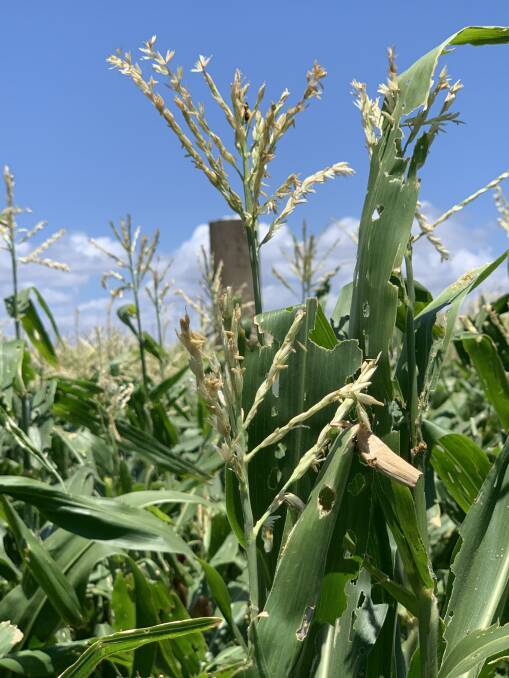 Fall armyworm damage in a crop of maize. Picture: Dr Melina Miles