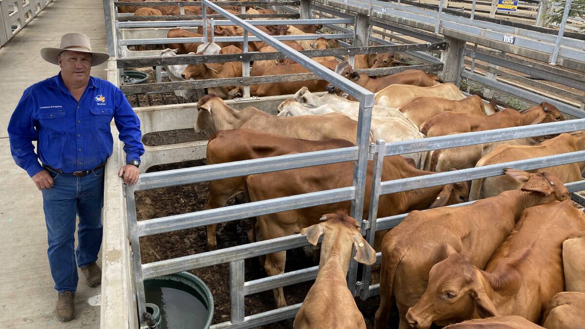 TopX's Brad Mulvihill with Brahman-cross steers from John Creed and John Bowkett, Raglan, that averaged 480kg and reached 385c/kg to return $1856/head.