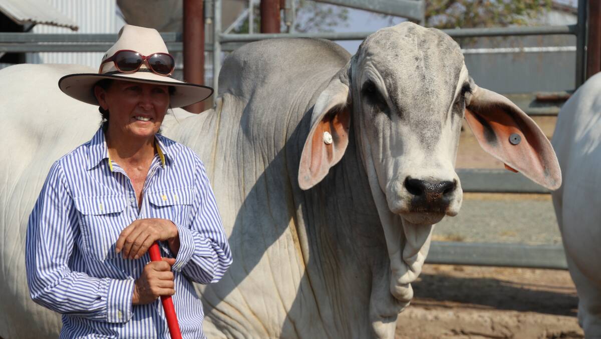 Confident: Theresa Taylor of Clukan Brahmans, Jambin, is delighted with her team of eight bulls heading to Charters Towers for the 27th Big Country Brahman Sale.