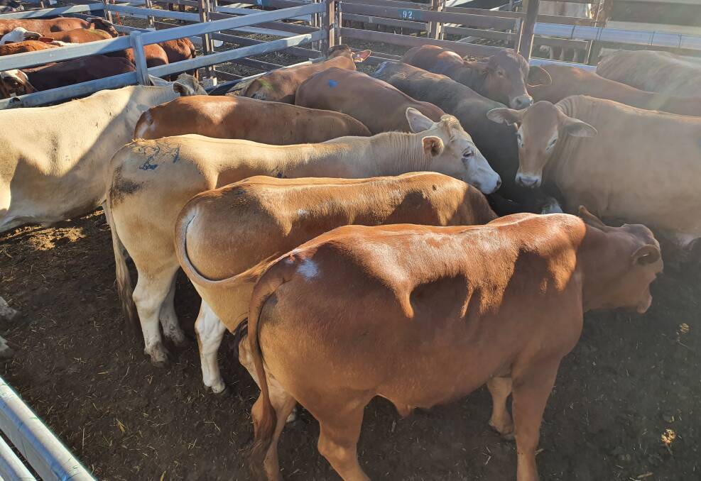 K Goody sold Charbray six- to eight-tooth bullocks for $2206 or 359c. 