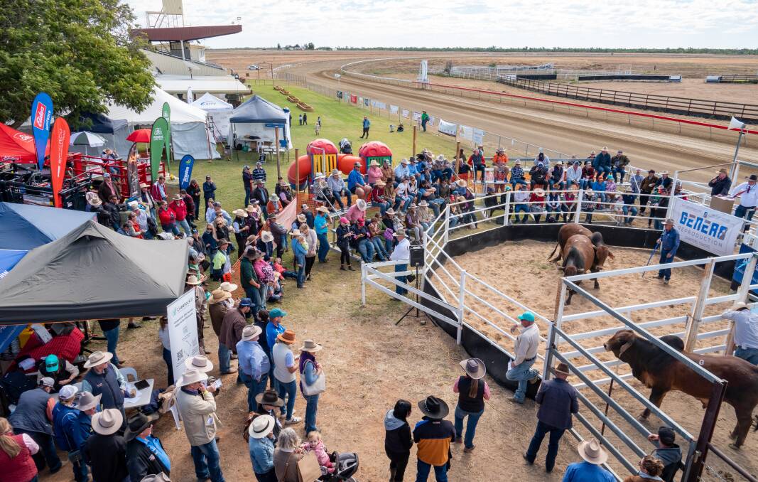 A crowd gathered for the Richmond Agents All Breeds Bull Sale. Pictures: Trish Hudspith