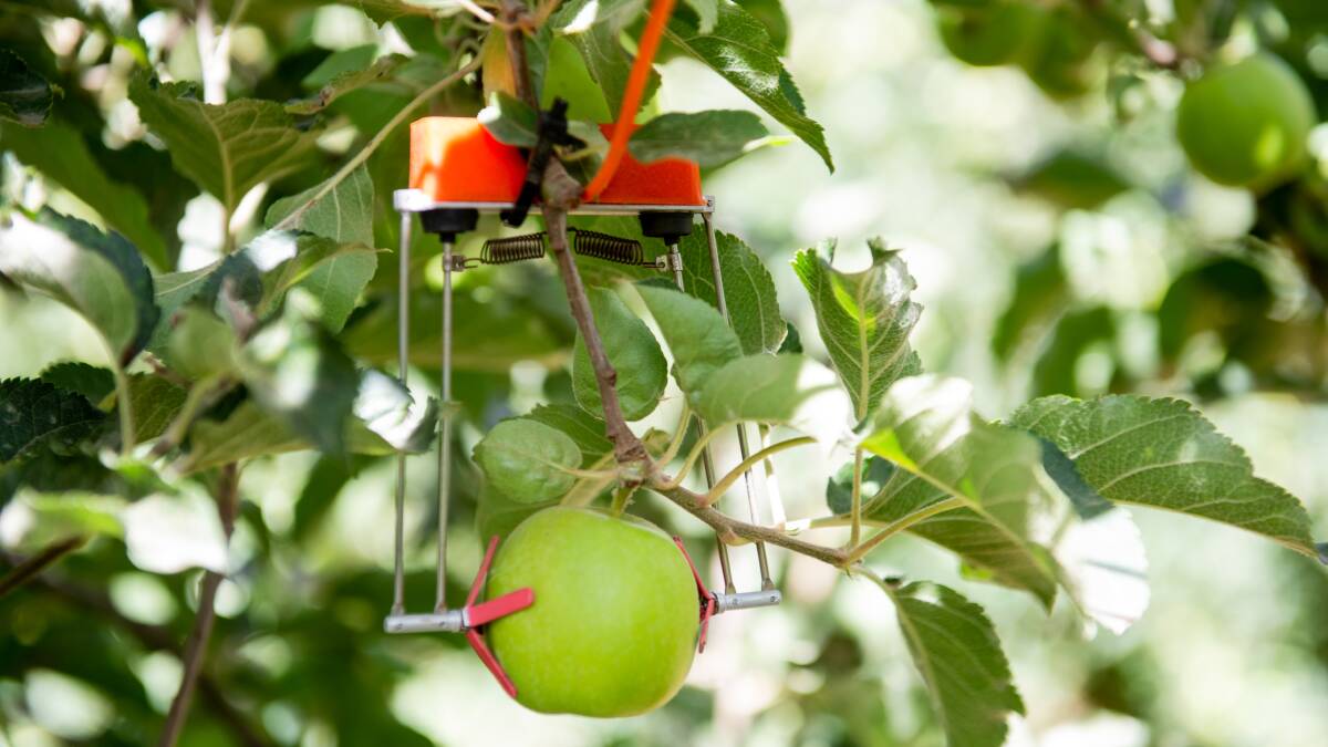 SupPlant found after implementing its technology to monitor Australian apples, there was a 25 per cent increase in yield and a 7pc reduction in water use.