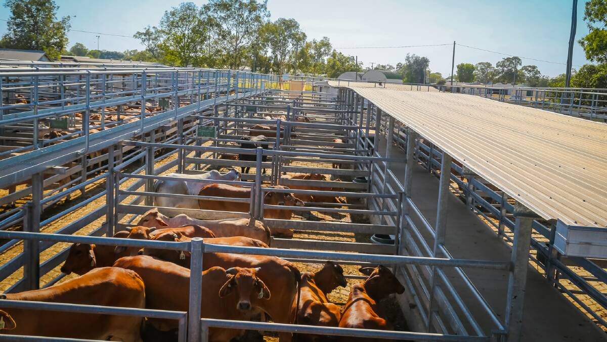Weaner steers from 200-280kg sold to 500c to average 461, while weaner steers under 200kg sold to 500c to average 490c. 
