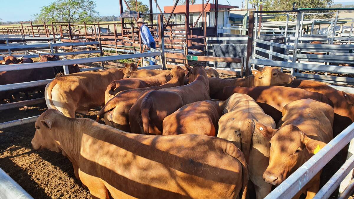 WR and BM Avis sold Droughtmaster cows averaging 595kg for 307c or $1826. 