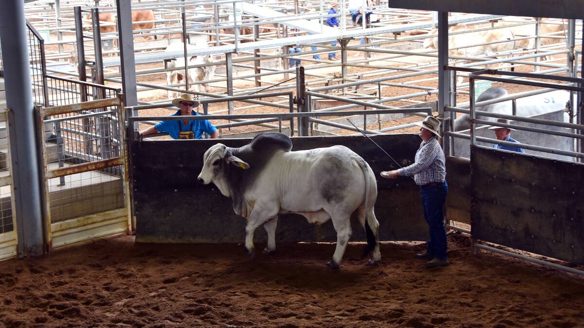 Lance Pope, Glenborough Station, with his top priced $17,000 bull Glenborough Hayden Manso (H).
