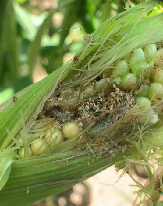 Fall armyworm destroying a maize cob. Picture: Dr Melina Miles