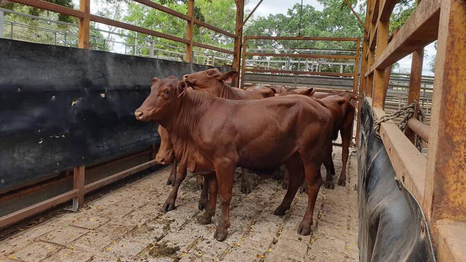 The top of the butchers heifers from Ascot Pastoral made 346.2c/kg at 311kg and sold to a southern trader. Picture: Mareeba Saleyards