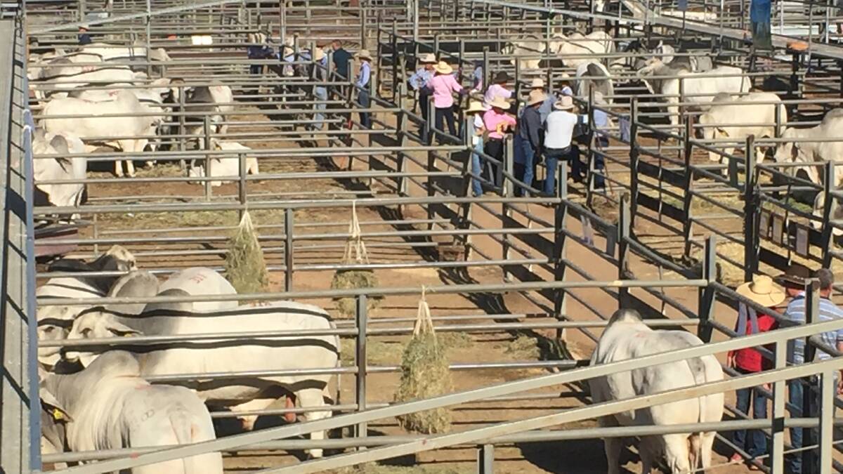 A quality draft of grey Brahman bulls has been yarded for day two of the Big Country Brahman Sale.
