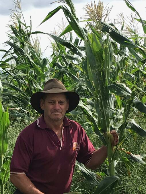 Atherton farmer Jeff Reisen says the cost of spraying his maize crop against fall armyworm means his business won't turn a profit this season. 