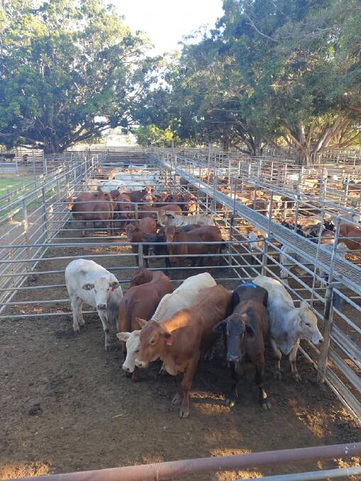 Lanes of fat cattle ahead of the sale. Picture: Mareeba Saleyards