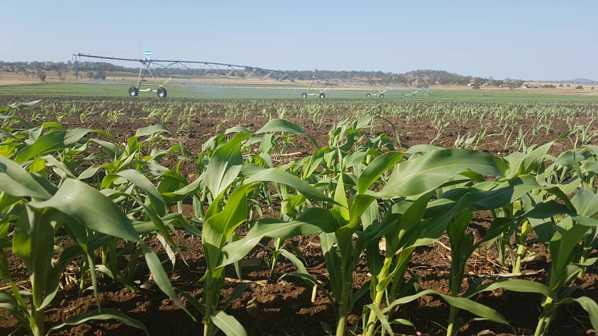Eleven producers have implemented irrigation or effluent projects through the Farm Water Futures program.