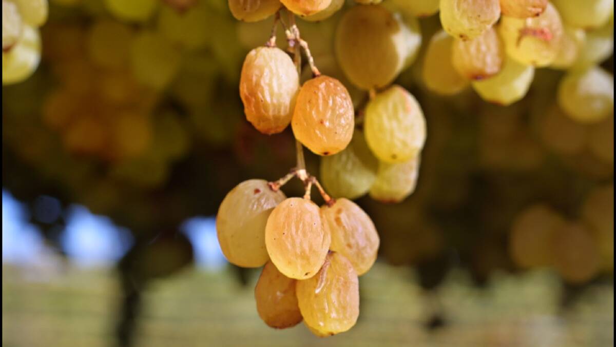 Dried grape growers hold confident outlook
