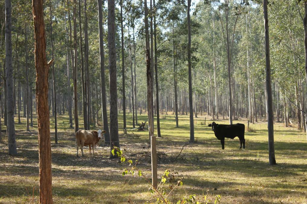 A new national forestry industry supports expansion of private farm forestry.