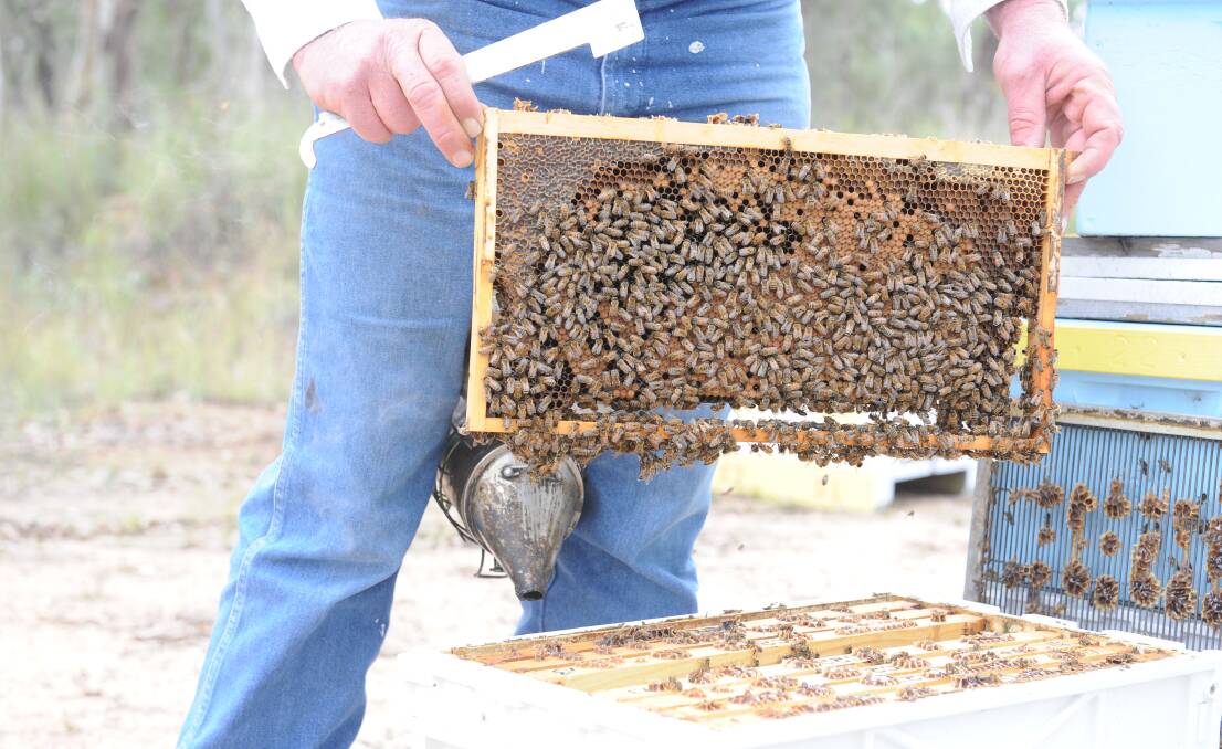 While much of Australia's pollination dependent crops are serviced by feral honey bees, hived bees contribute a significant effort.