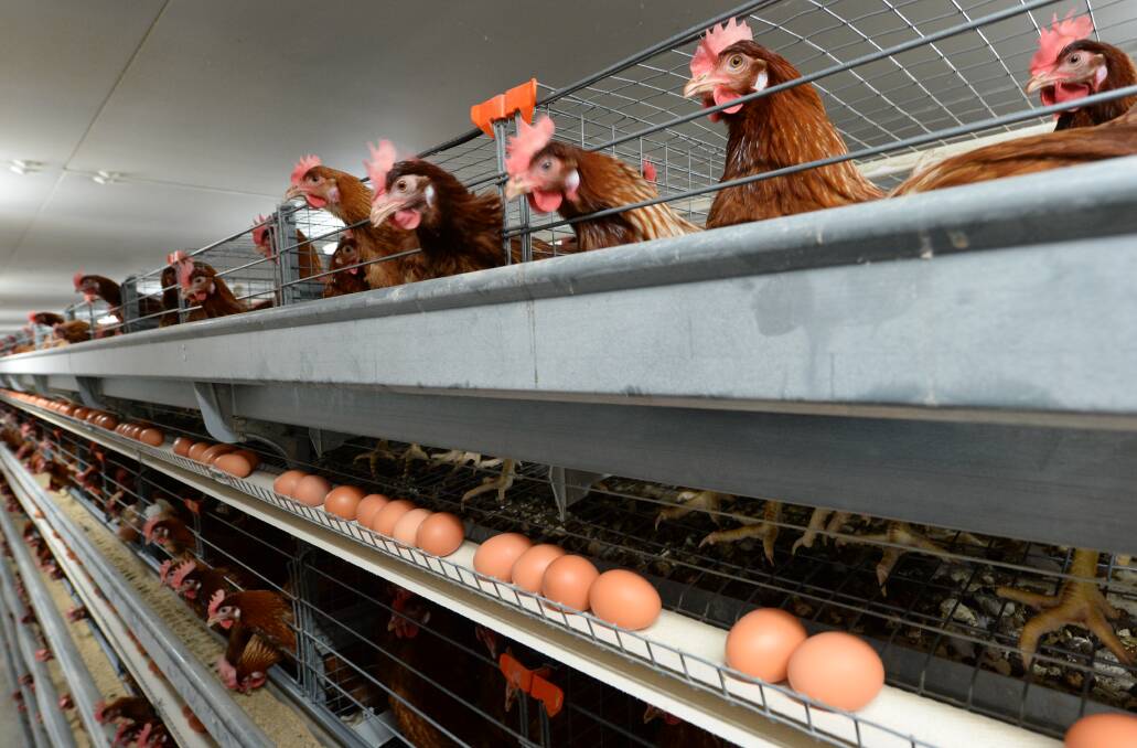Ongoing consumer demand for affordable, fresh protein from large scale egg production systems is forcing producers to think long and hard about future production supply chian investments.