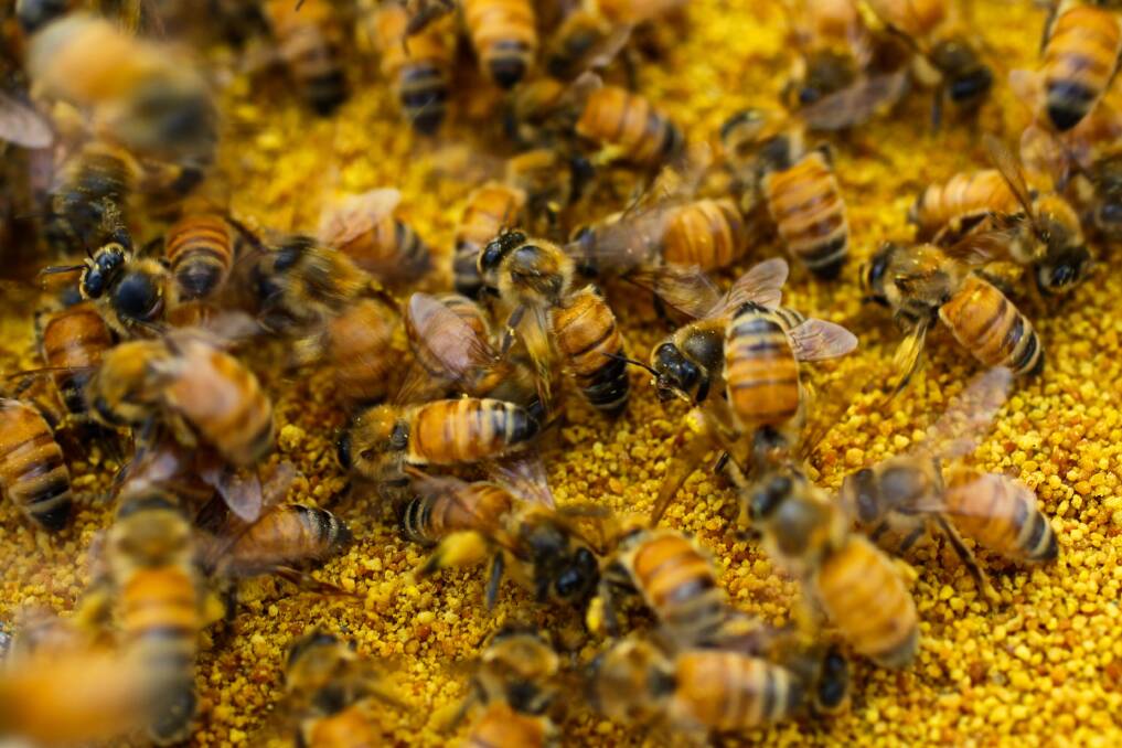 A study has detected neonicotinoids in 75pc of honey globally, but scientists remain divided over bee health impacts and best control measures. Photo by Wolter Peeters.