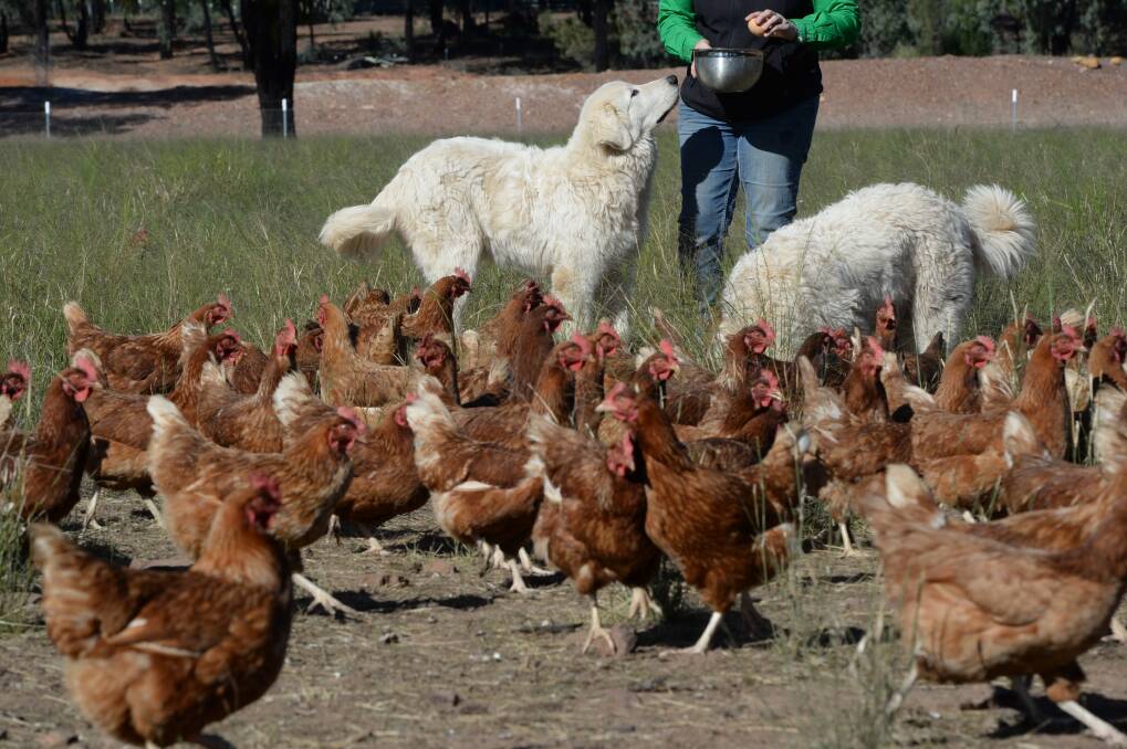 Egg producers are facing a divided market, with growing demand for pasture raised free-range eggs like those produced under the watch of Maremma guard dogs by Mother Clucker Eggs at Dubbo.