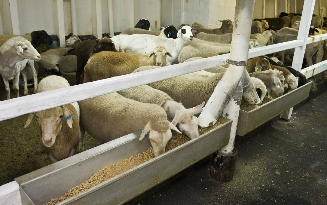 Emanuel Exports blocked in attempt to re-enter sheep trade