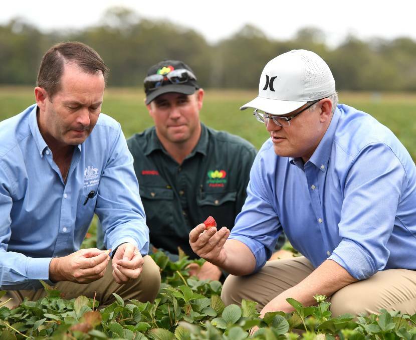 PICKED: Australian Prime Minister Scott Morrison (right) and the Liberal Member for Fisher Andrew Wallace (left) are watched by farmer Brendon Hoyle as they sample strawberries during a visit to the Ashbern strawberry farm on the Sunshine Coast last month. Photo by AAP Image/Dan Peled