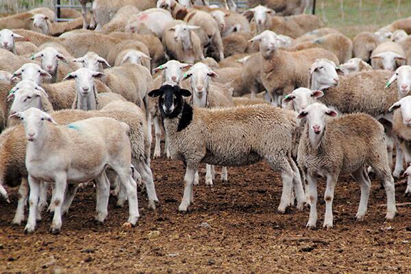 Australia adopts NZ’s lamb definition for exports