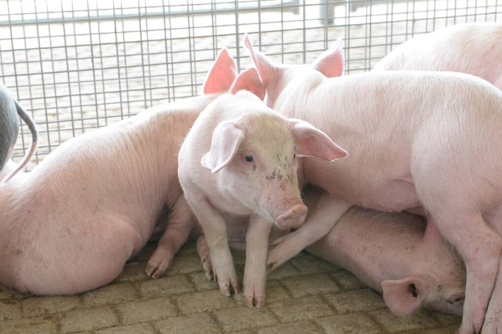 Nationwide mandatory reports for pig movements