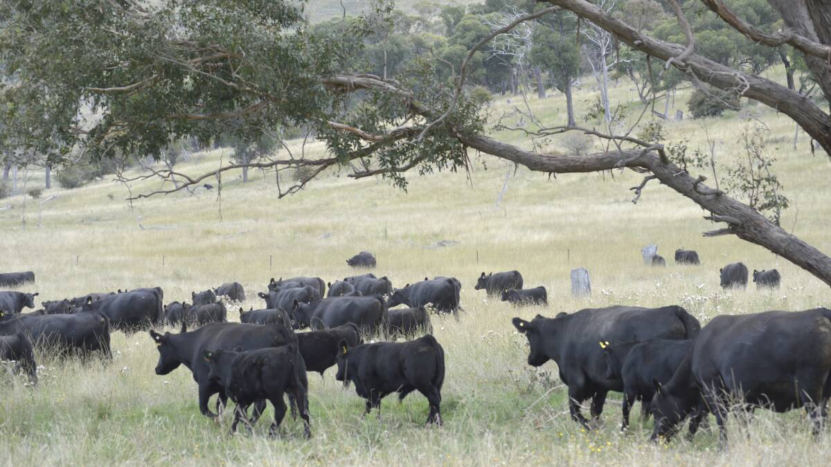 GETTING IT RIGHT: Angus bulls now have some best performing genetics ever made available to local beef producers and other stakeholders throughout the supply chain.