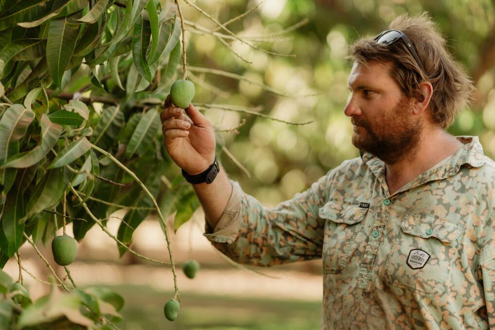 Luke McMullin checks on maturing mangoes.
