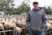 Trade lamb prices fall below 900c per kilo