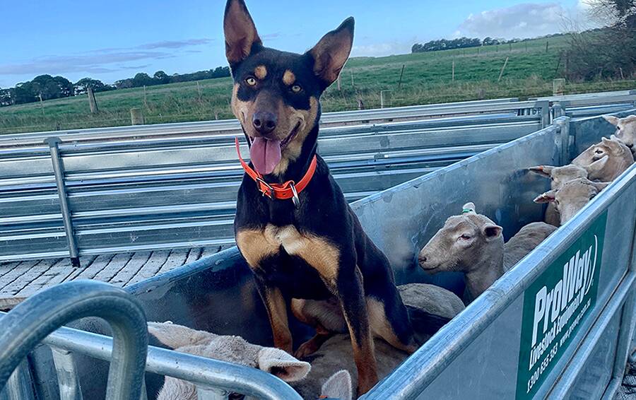 Two-year-old Kelpie Cub will be competing in this year's Cobber Challenge.