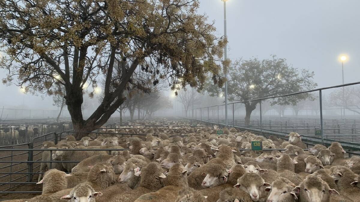 It was a foggy start to the sale at Ouyen, Vic, of 2623 head last week, where lambs were $10 cheaper and mutton $10-$20 cheaper than the last sale.