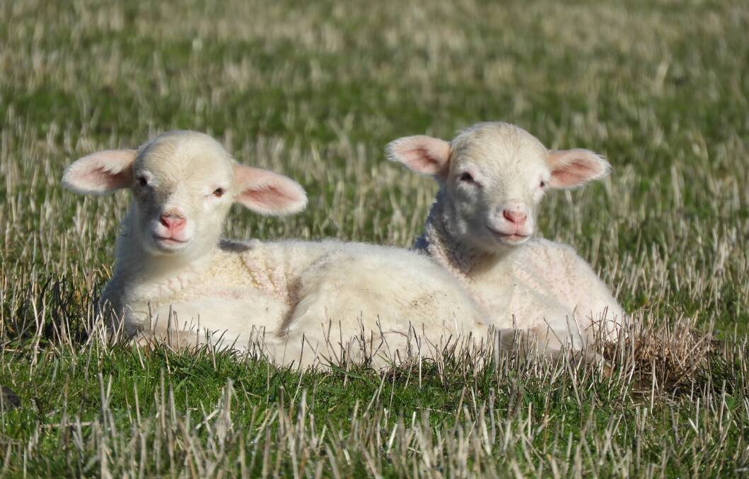Sheep producers are urged to vaccinate ewes early to prevent an outbreak of the deadly Campylobacter disease which can cause significant lamb losses in late pregnancy. Photo: Tracey Kruger