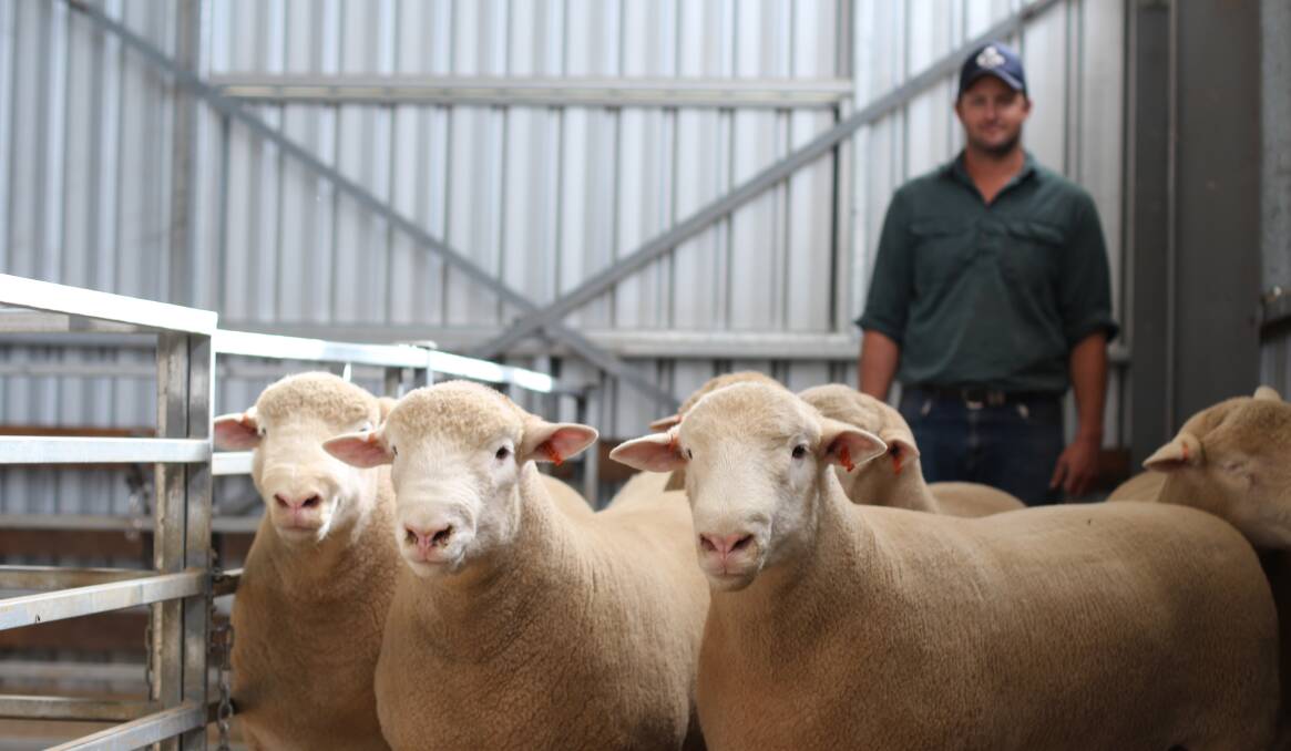 COMMERCIAL SUCCESS: Springwaters Poll Dorset stud, Boorowa, NSW, celebrates 40 years of breeding this year and stud principal Dane Rowley is passionate about continuing to produce quality prime lamb sires.
