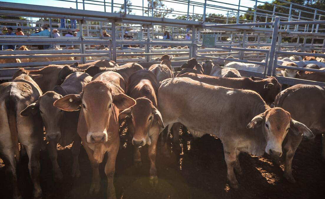 Quality was generally good and with some good drafts of weaner steers and heifers, buyers buoyantly supported the generally lighter weight store stock.