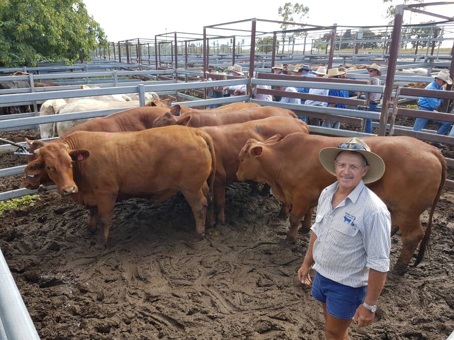 Bill (pictured) and Beryl Avis, Mulgildie sold quality 665kg Droughtmaster bullocks for 270c/kg or $1792 to JBS Australia at Montos Fortnightly fat and Store sale.