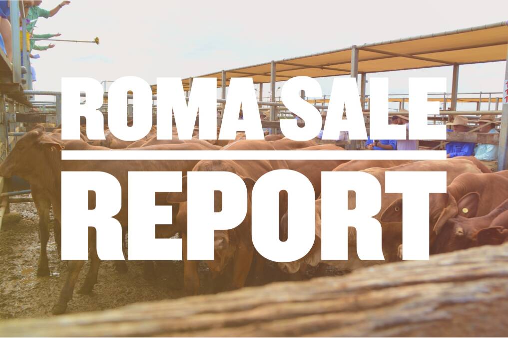Heifers to 243c at Roma prime sale