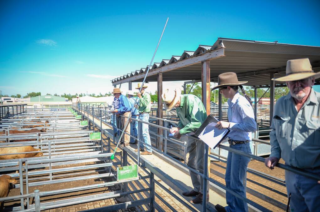 Most of the Emerald yarding was made up of large runs of mixed quality weaner cattle coming from the north and west as the ongoing dry conditions continue.