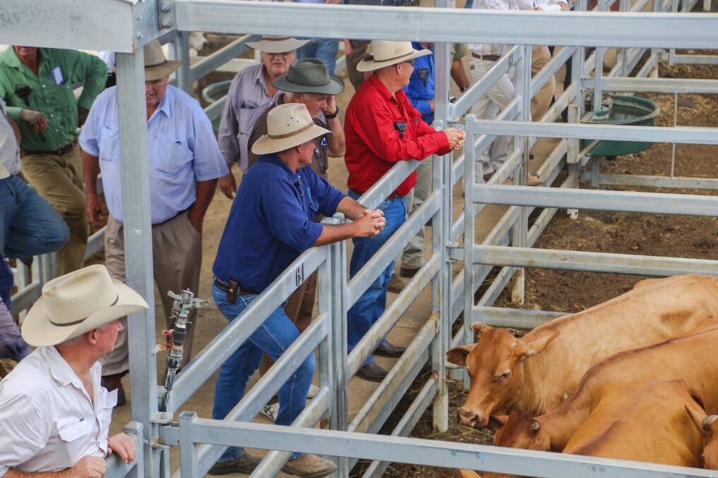 Cattle were drawn from Clermont, Collinsville, Bowen, Biloela and Boyne Valley. A smaller crowd attended at Gracemere and buyer confidence was affected.
