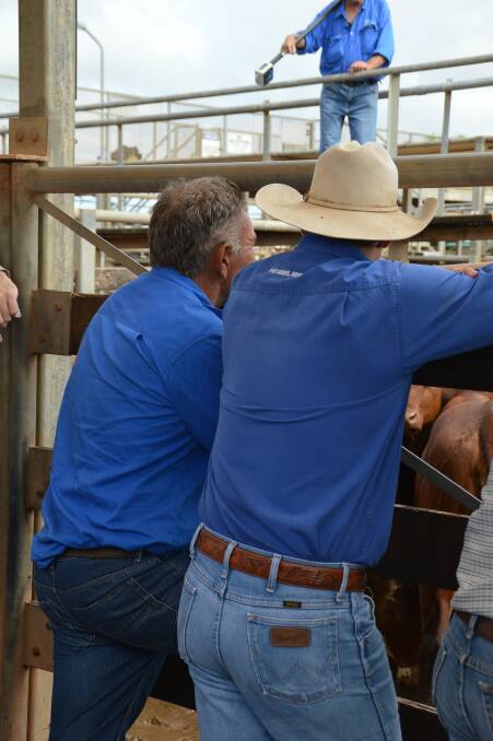 Roma prime sale yarded 759 head of cattle on Thursday, April 19 with steers over 550kg selling to 267c.