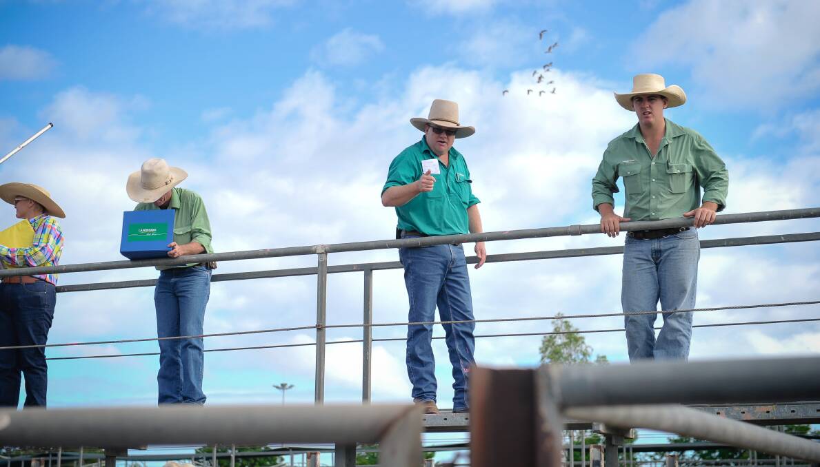 Cows top 219.2c at Charters Towers