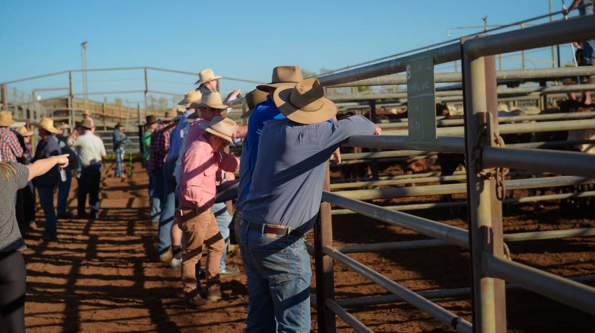 Store steers 300c at Charters Towers