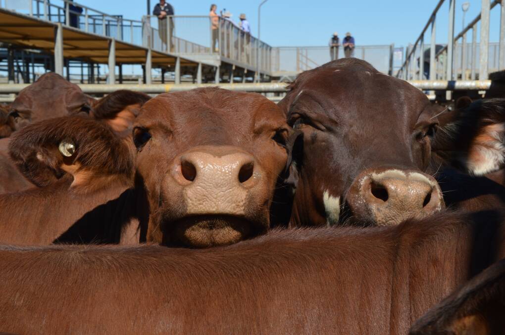A total yarding of 607 head of cattle were penned at Roma’s prime sale on Thursday, May 18 with quality good and all buyers present and operating.