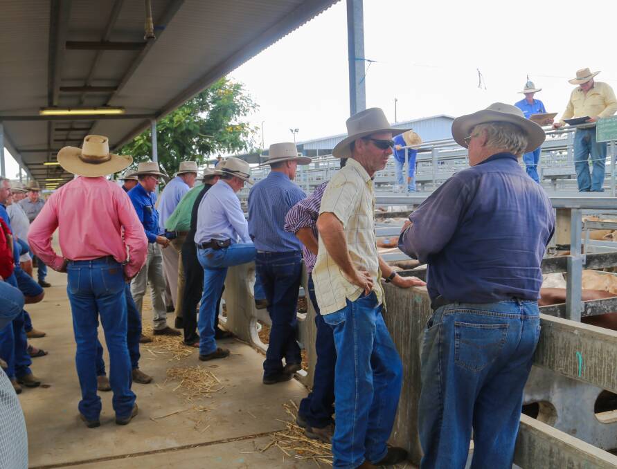 Cattle for this week's Gracemere sale were drawn from Alpha, Clermont, Mt Coolon, Proserpine and south to Calliope as well as most local areas. 