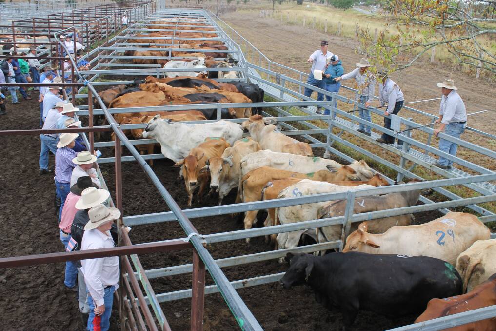 Monto Cattle and Country yarded 743 head at their last fortnightly fat and store sale with store cattle prices remaining firm to slightly dearer for the better quality cattle.