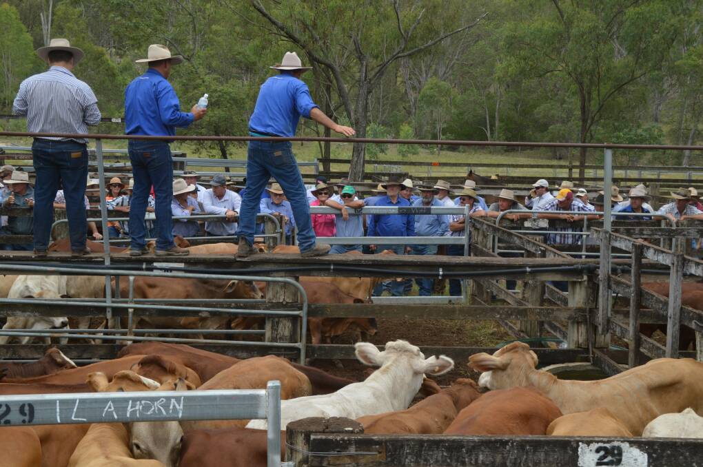 Droughtmaster cross heifers to 270c at Eidsvold