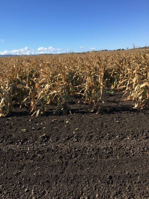 This failed sorghum crop is just one example of the hardship on the Southern Downs. - Photo: Helen Walker