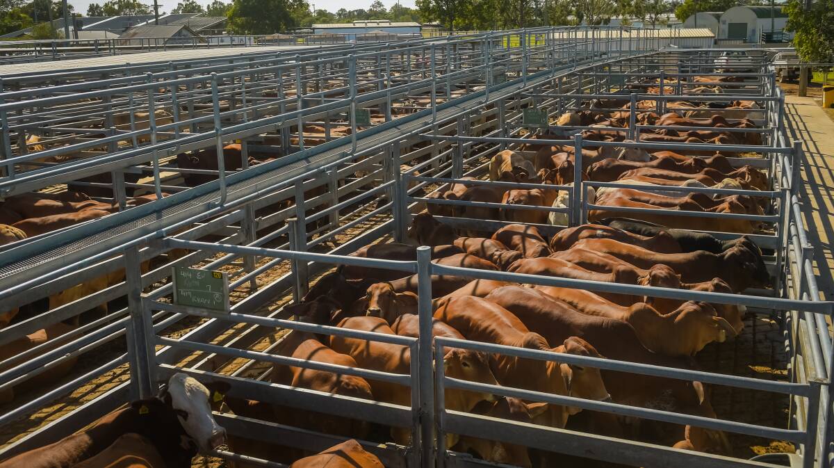 Overall quality was good to average and with the weaner numbers starting to roll without a flush season, the store market generally eased, while prime cattle remained firm to a cent or so better. 