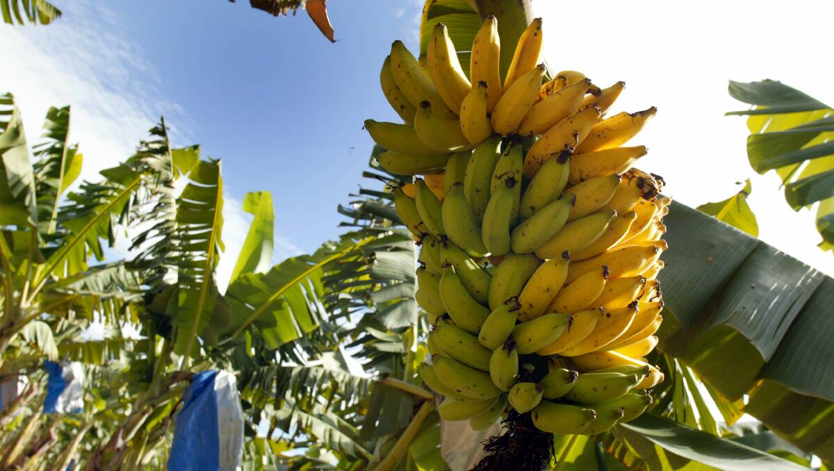 Bananas a fuel the future? North Queensland Register |