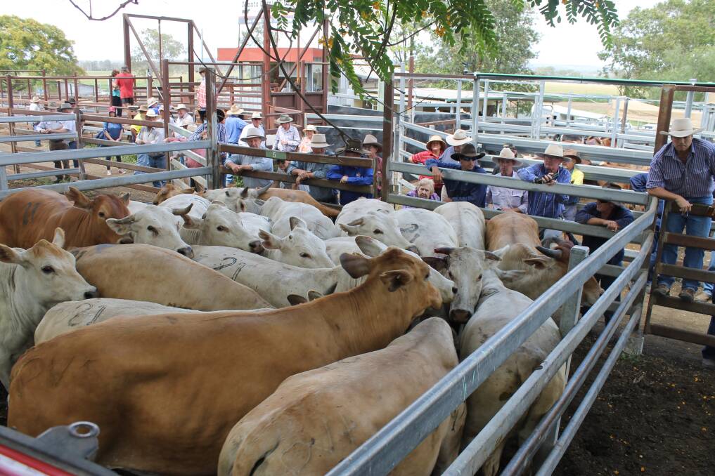 Rachel and Paul Vanclooster sold 425kg Charbray cows to average 228.2c or $972 at Monto Cattle and Country's fortnightly fat and store sale.